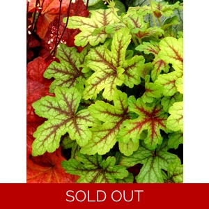Heucherella 'Alabama Sunrise'